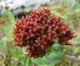 Rhodiola rosea