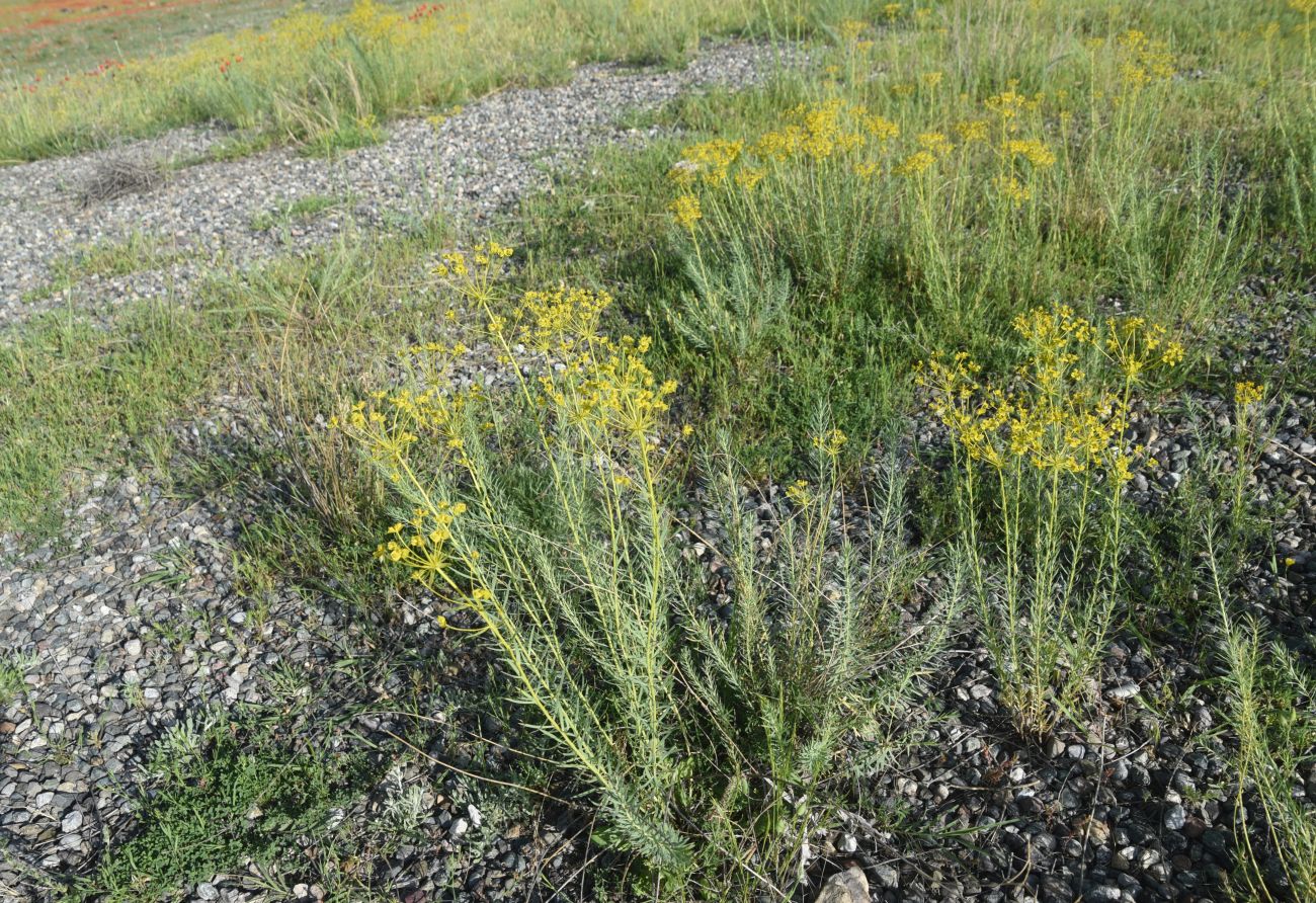 Image of genus Euphorbia specimen.