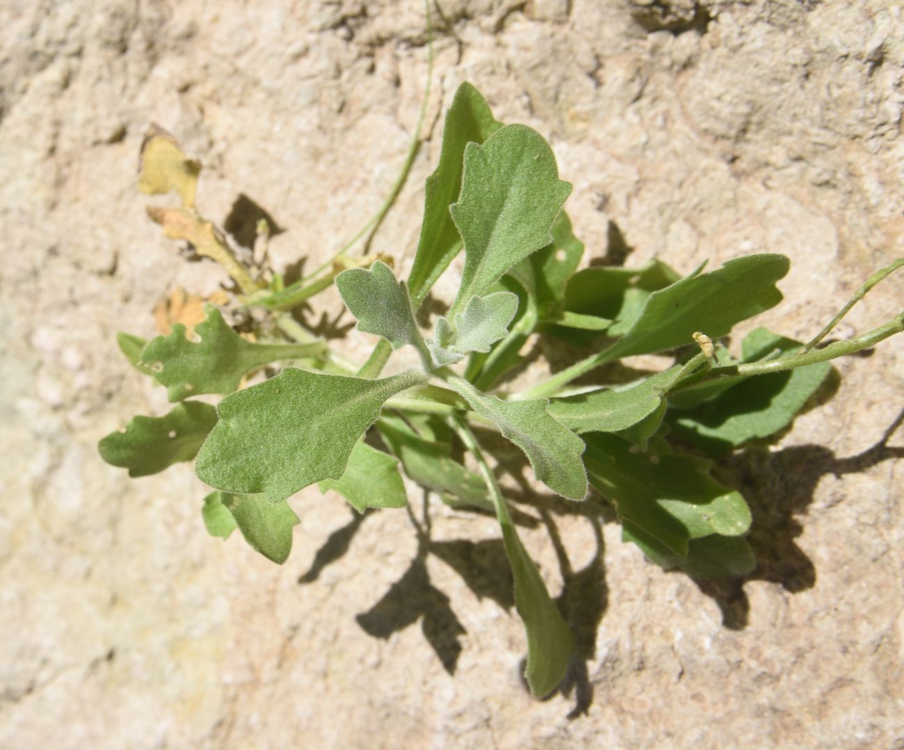 Изображение особи Arabis caucasica.