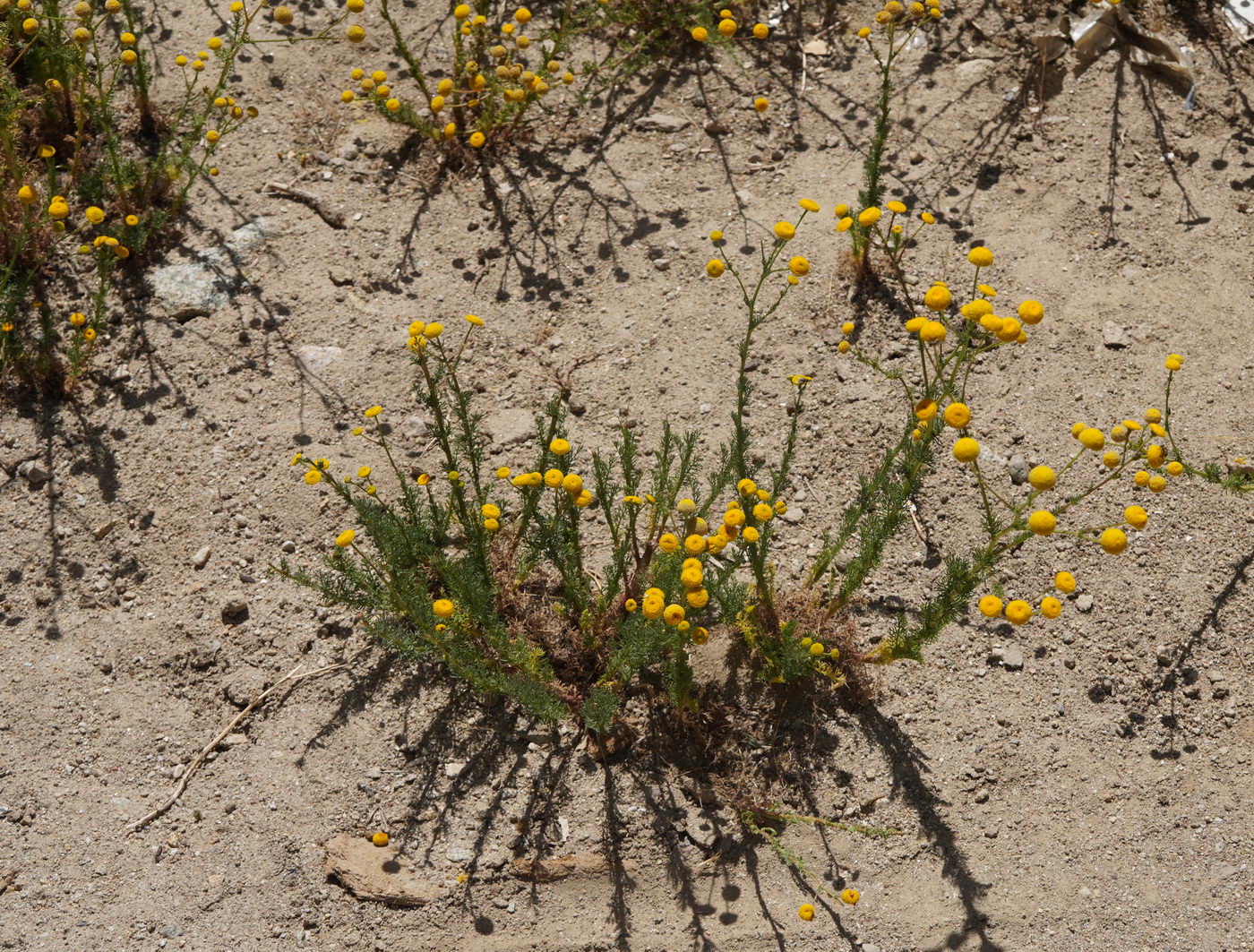 Image of Matricaria discoidea specimen.
