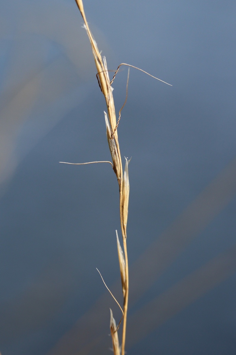 Изображение особи Helictotrichon pratense.