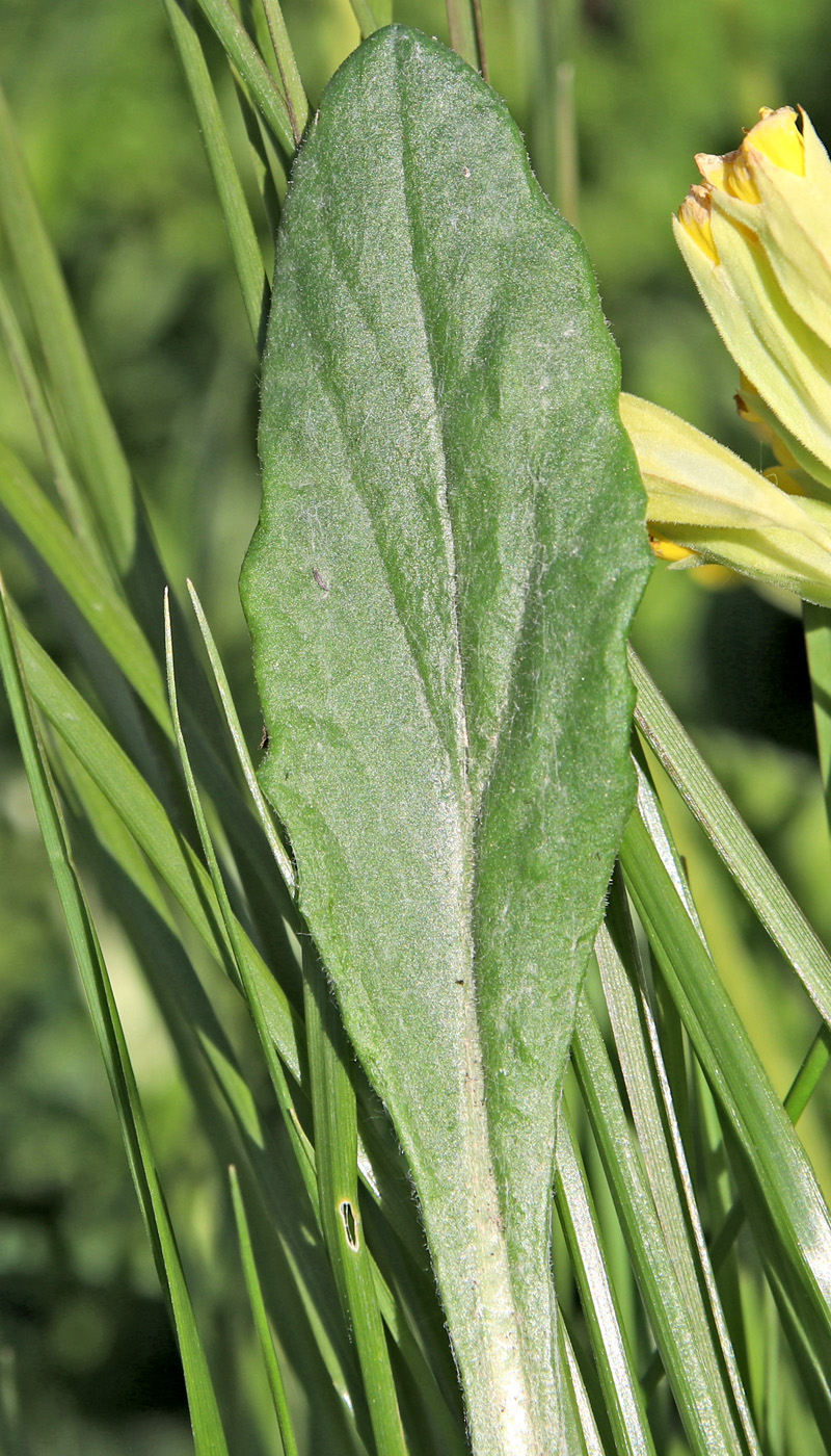 Image of Tephroseris integrifolia specimen.