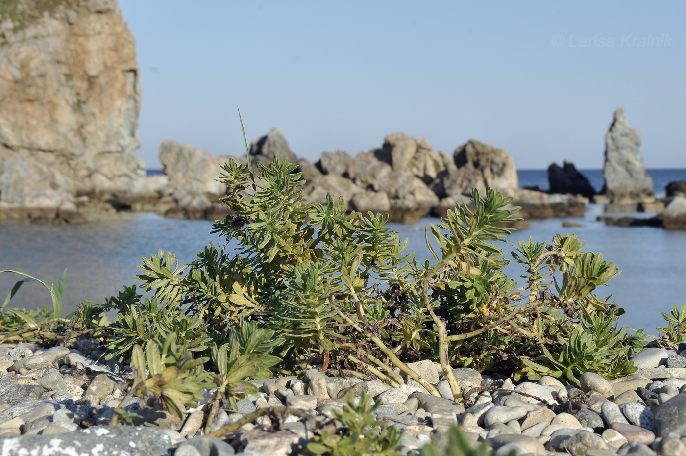 Image of Euphorbia komaroviana specimen.