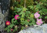 Rosa acicularis