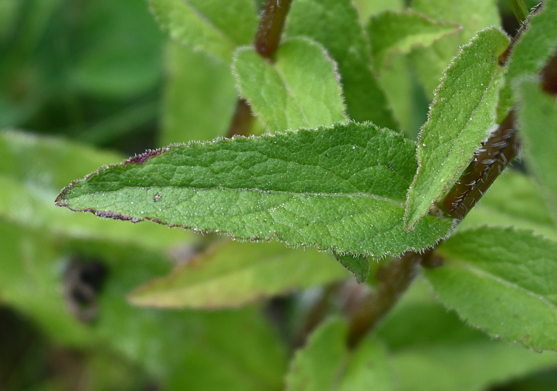 Изображение особи Campanula glomerata.