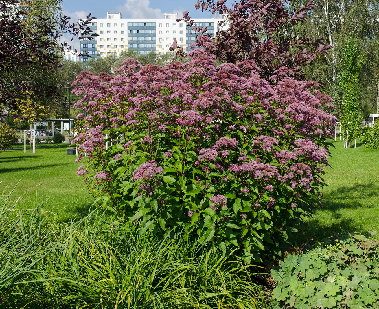 Image of genus Eupatorium specimen.