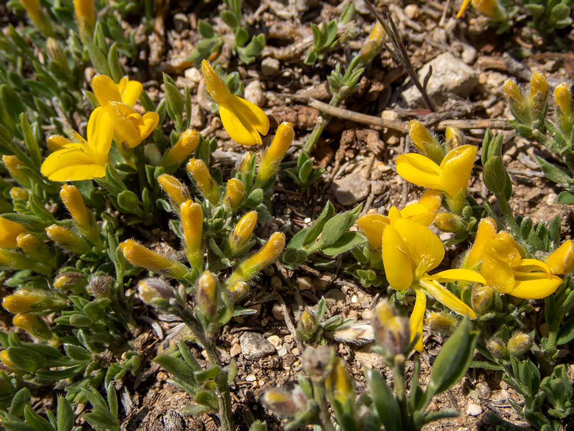 Image of Genista scythica specimen.