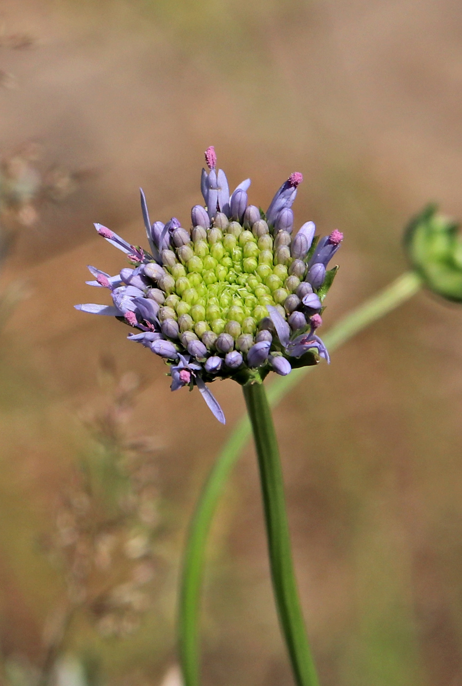 Image of Jasione montana specimen.