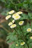 Pyrethrum parthenium. Верхушка побега с соцветиями-корзинками. Белгородская обл., пос. Ракитное, ул. Сосновая 2, в культуре. 10 июля 2022 г.
