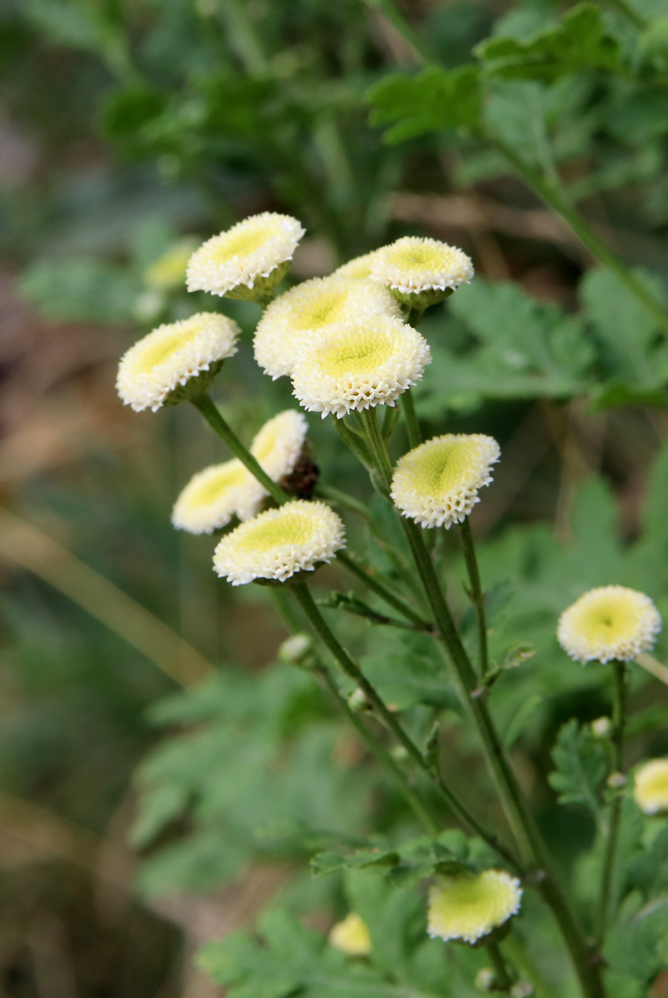 Image of Pyrethrum parthenium specimen.