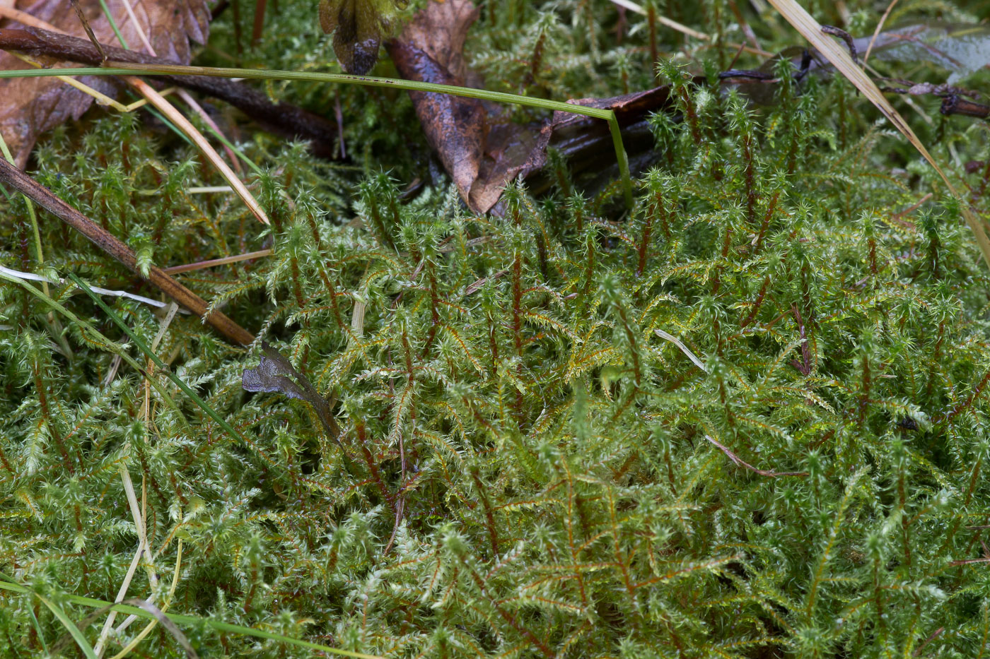 Image of Rhytidiadelphus subpinnatus specimen.