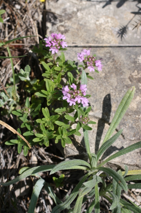 Изображение особи Thymus &times; dimorphus.