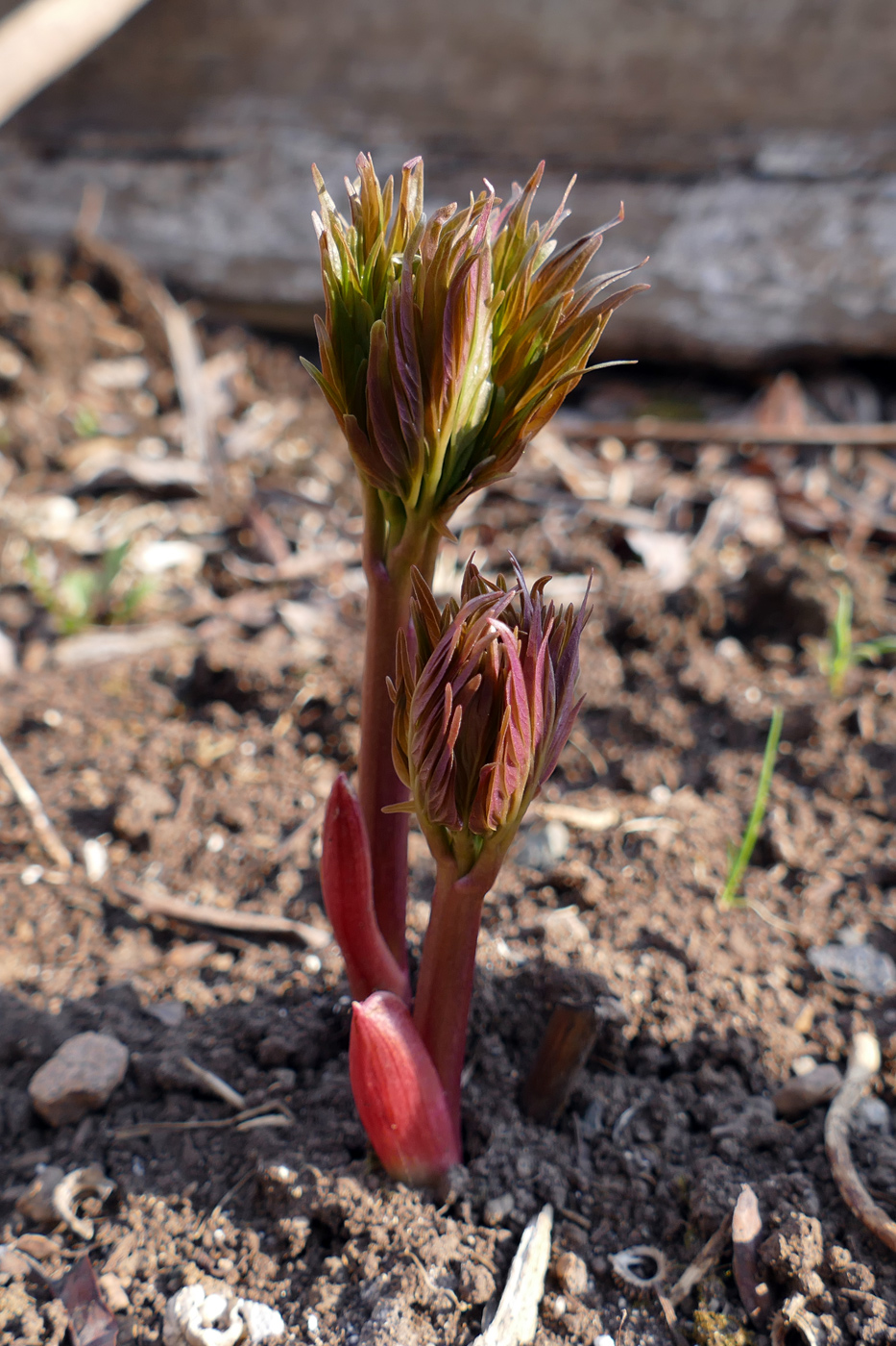 Image of Paeonia anomala specimen.