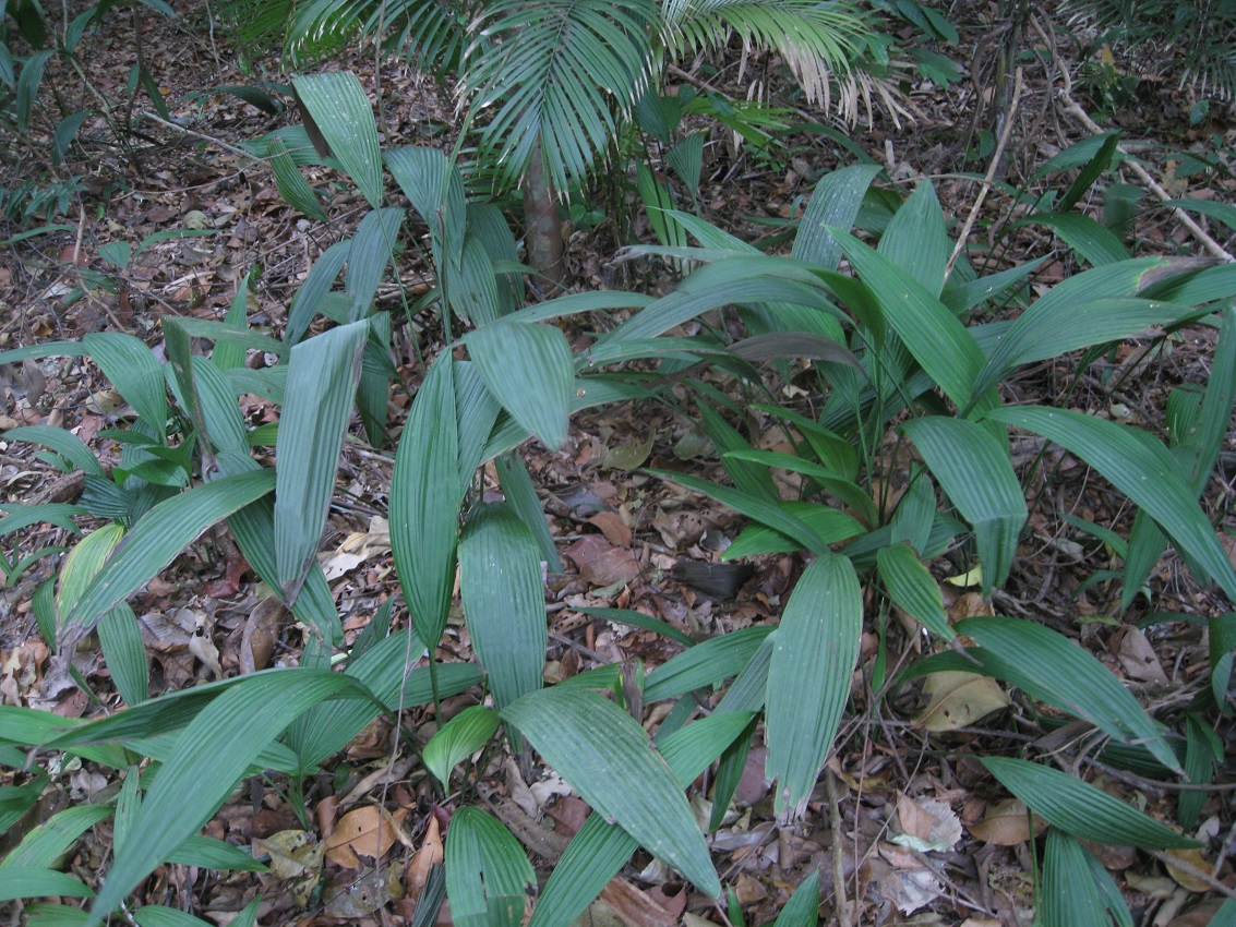 Image of Unknown species specimen.