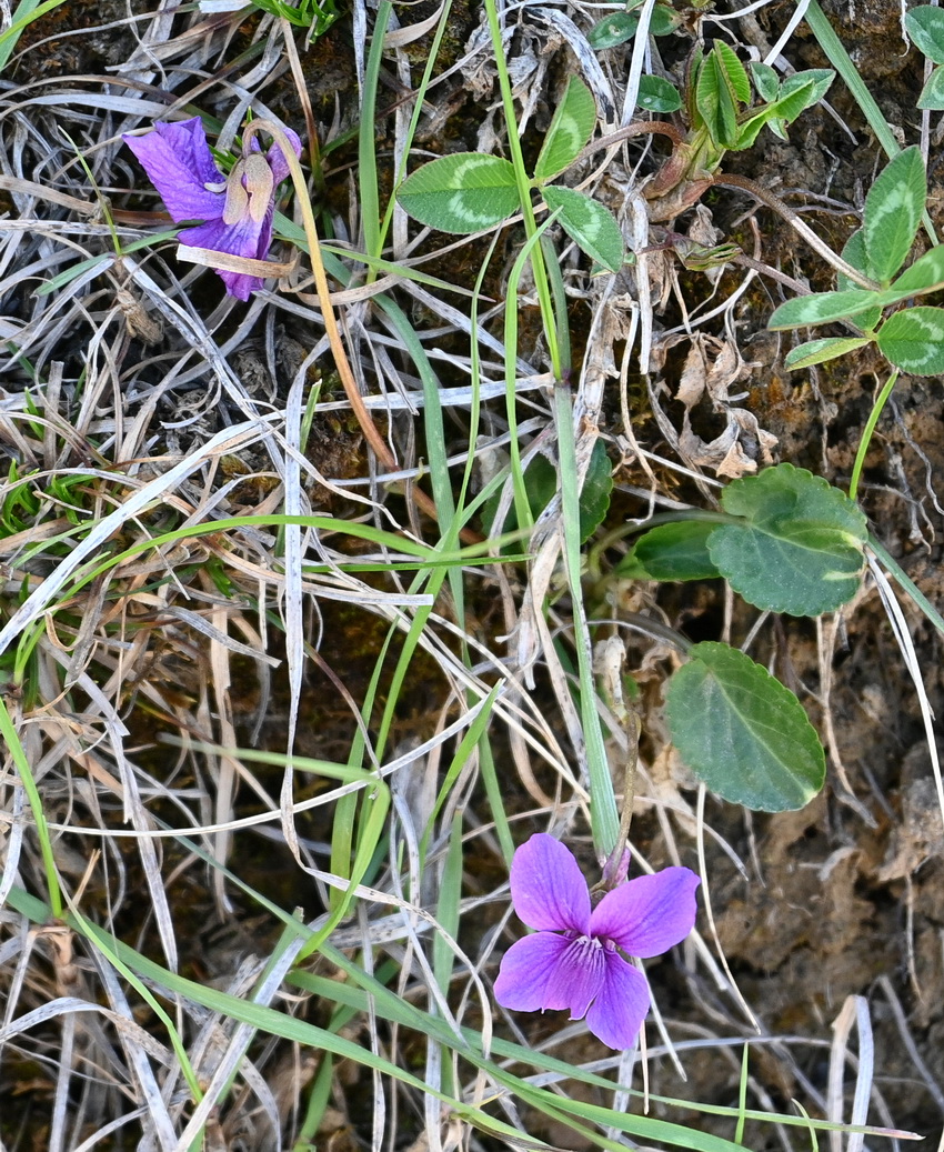 Image of genus Viola specimen.