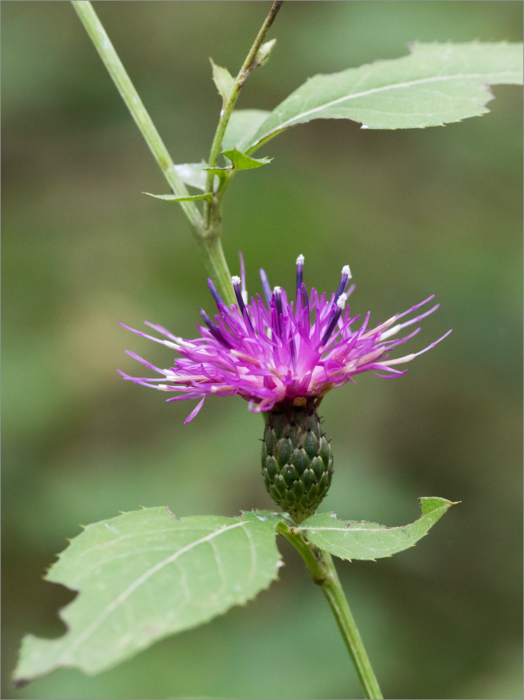Изображение особи Klasea quinquefolia.
