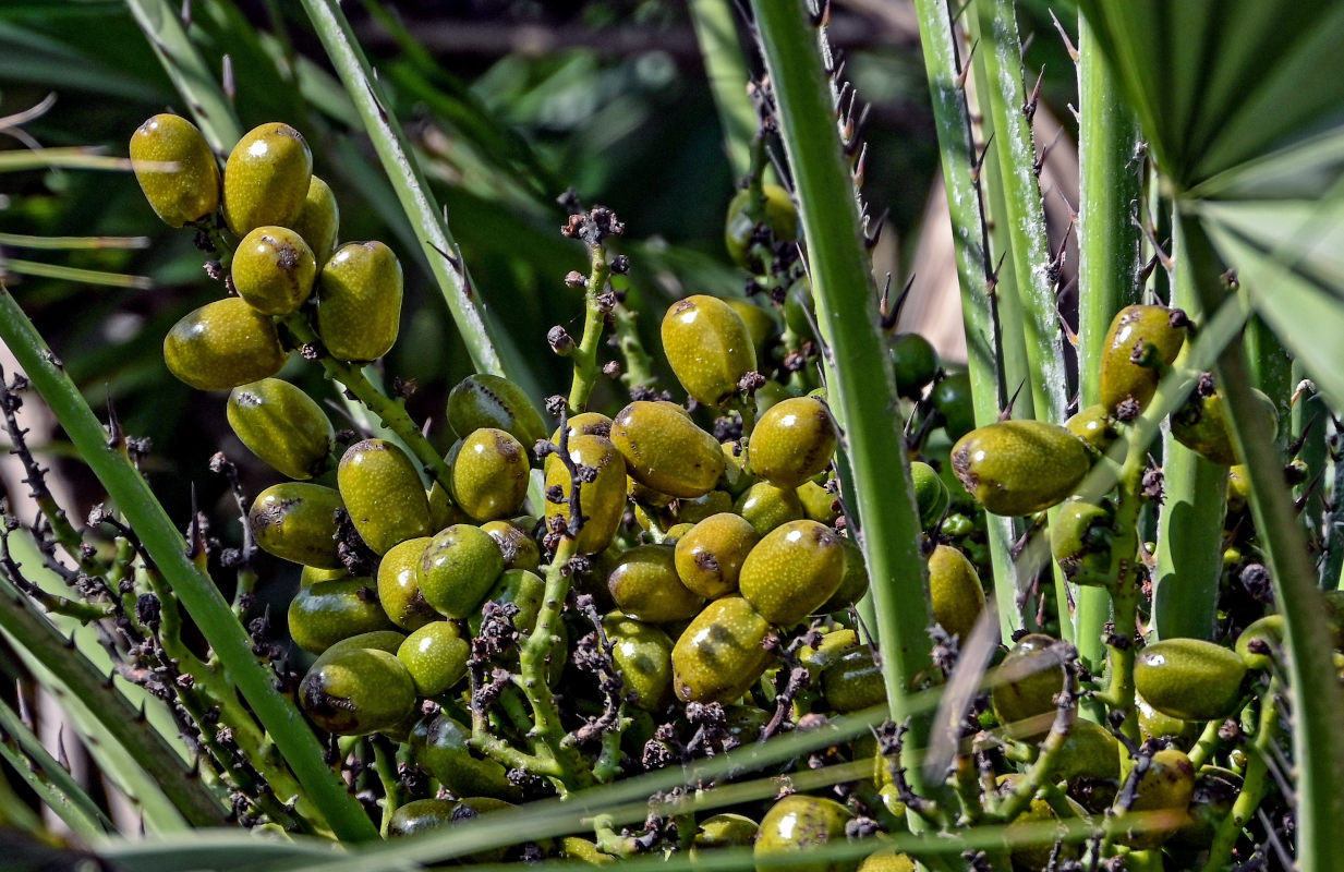 Image of Chamaerops humilis specimen.