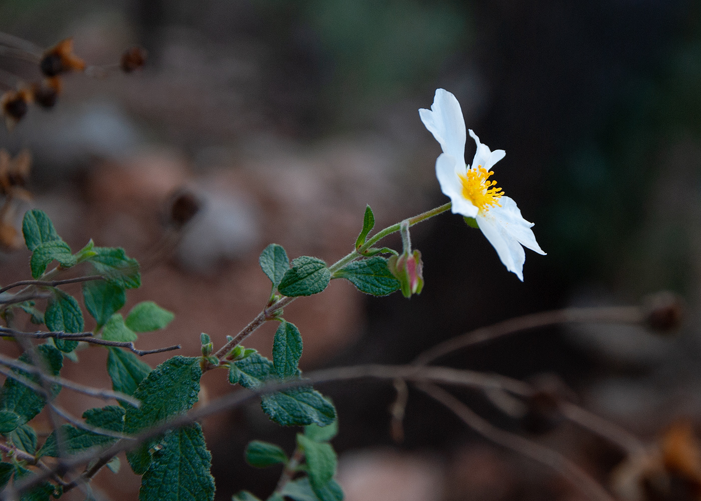 Изображение особи Cistus salviifolius.