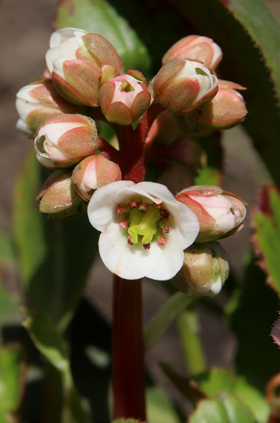 Image of Bergenia hissarica specimen.