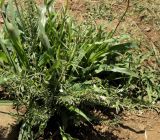 род Teucrium. Цветущее растение в тесном сообществе с широколистным Poaceae. ЮАР, пров. Гаутенг, пригород Киблер Парк (Kibler Park), природный запов. \"Клиприверсберг\" (Klipriviersberg Nature Reserve), саванна, экотропа. 20.01.2025.