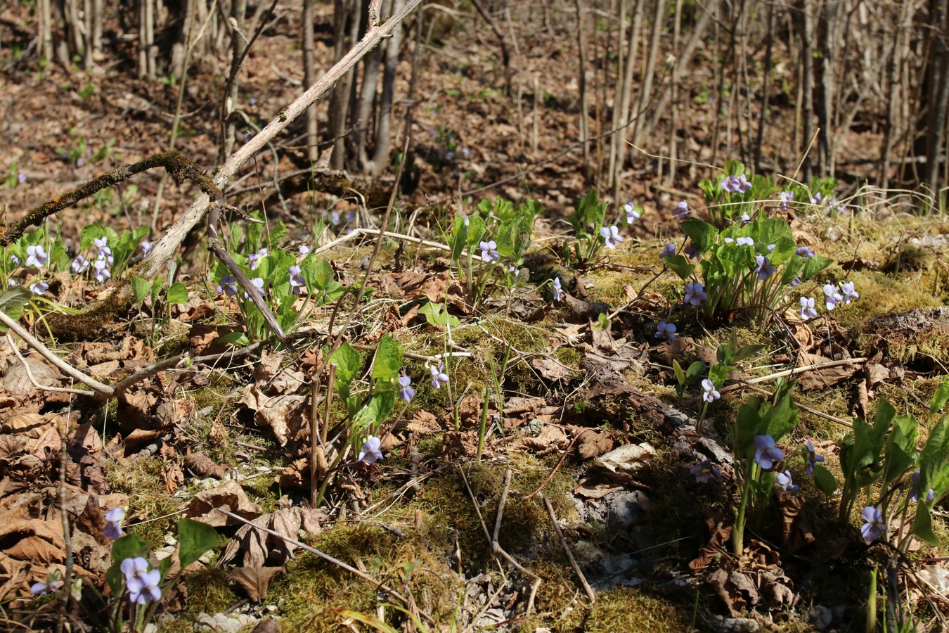 Изображение особи Viola mirabilis.