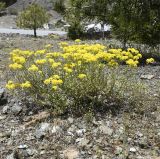 genus Odontarrhena. Цветущее растение. Республика Кипр, Троодос, окр. ботанического сада \"Троодос\", ≈ 1400 м н.у.м., обочина дороги. 10.05.2026.