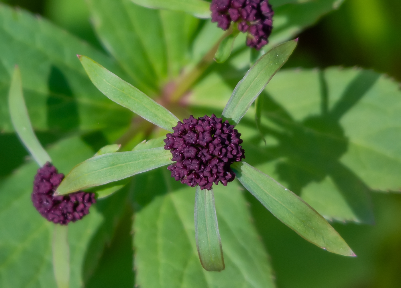 Изображение особи Sanicula rubriflora.