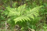 Pteridium japonicum. Вегетирующее растение. Приморский край, окр. г. Находка, п-ов Трудный, в дубовом лесу. 22.05.2017.