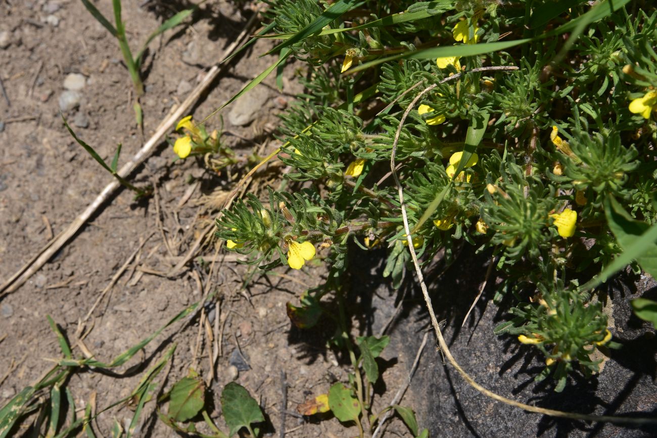 Image of Ajuga chia specimen.
