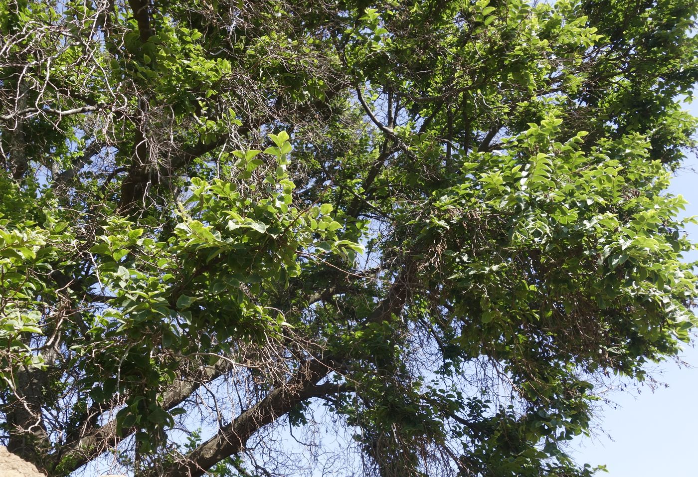 Image of Unknown species specimen.