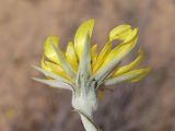 genus Tragopogon