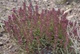 Teucrium chamaedrys