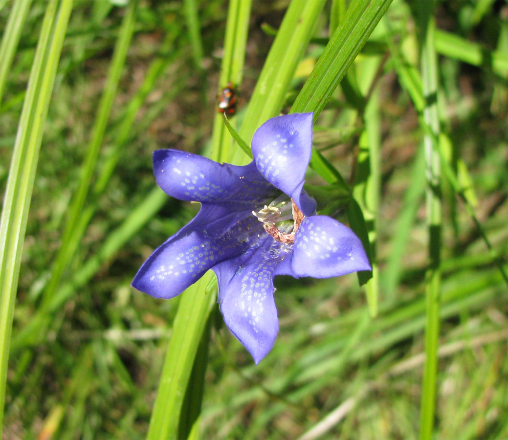 Изображение особи Gentiana pneumonanthe.