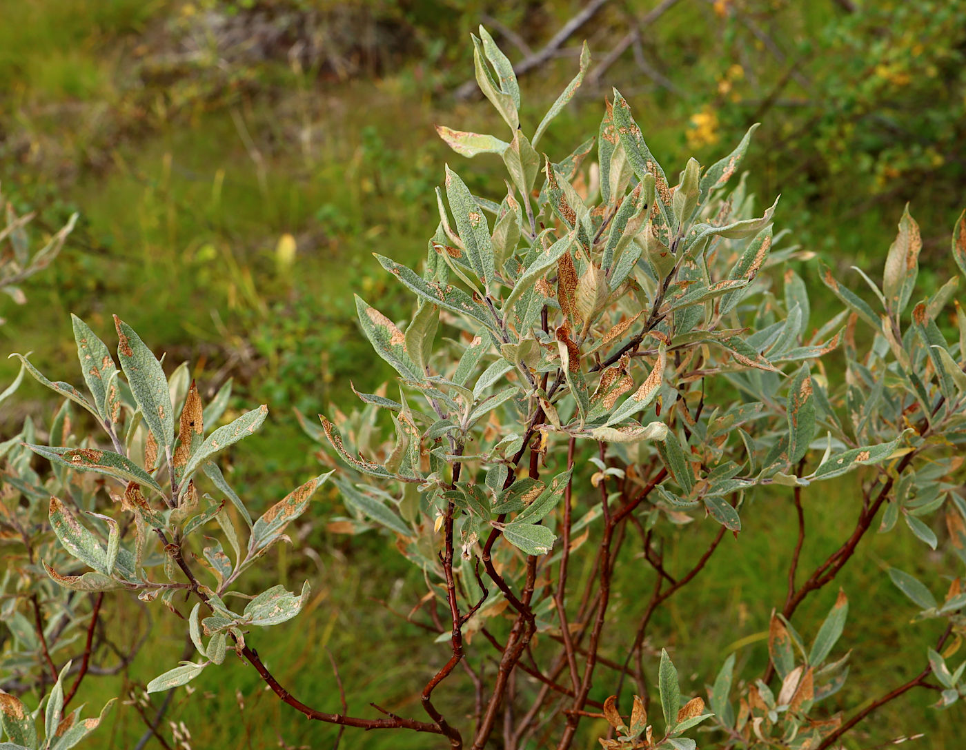 Image of Salix lapponum specimen.