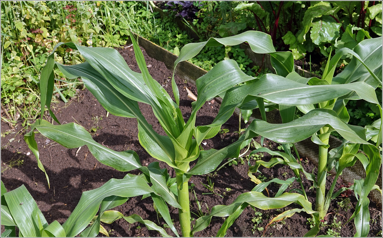 Image of Zea mays specimen.