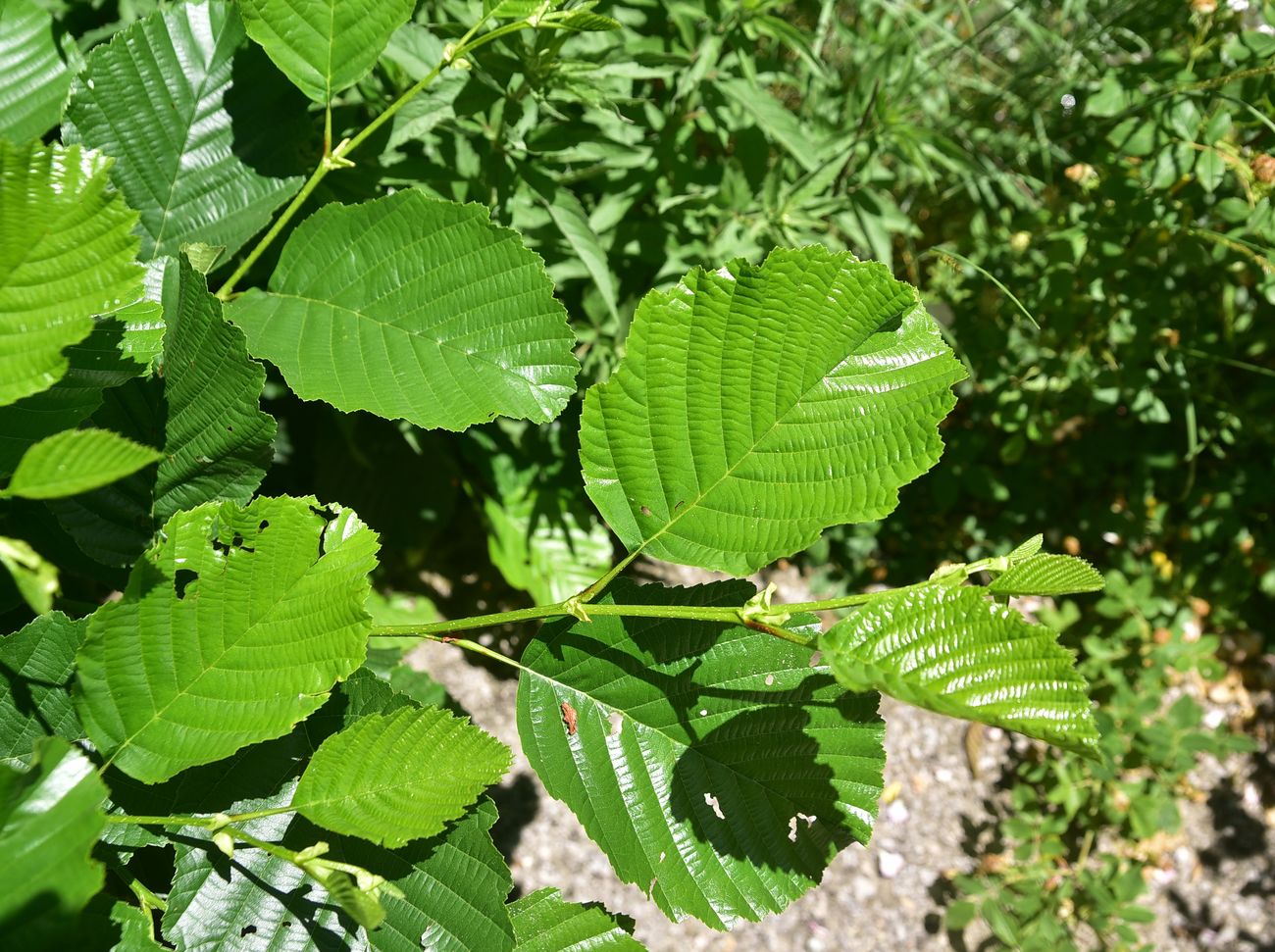 Изображение особи Alnus glutinosa.