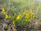 Genista scythica. Цветущее растение на известняковом склоне. Украина, Донецкая обл., Новоазовский р-н, балка Харцызская. 10.05.2011.