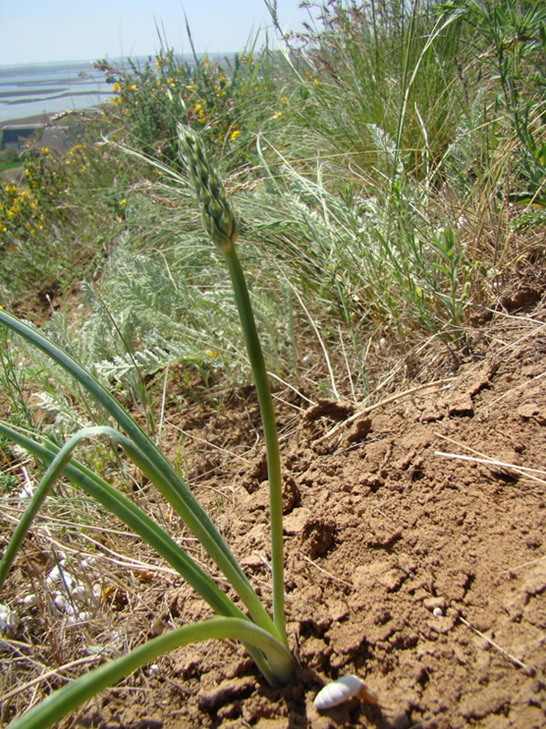 Изображение особи Ornithogalum pyrenaicum.