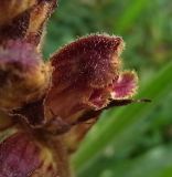 Orobanche gracilis