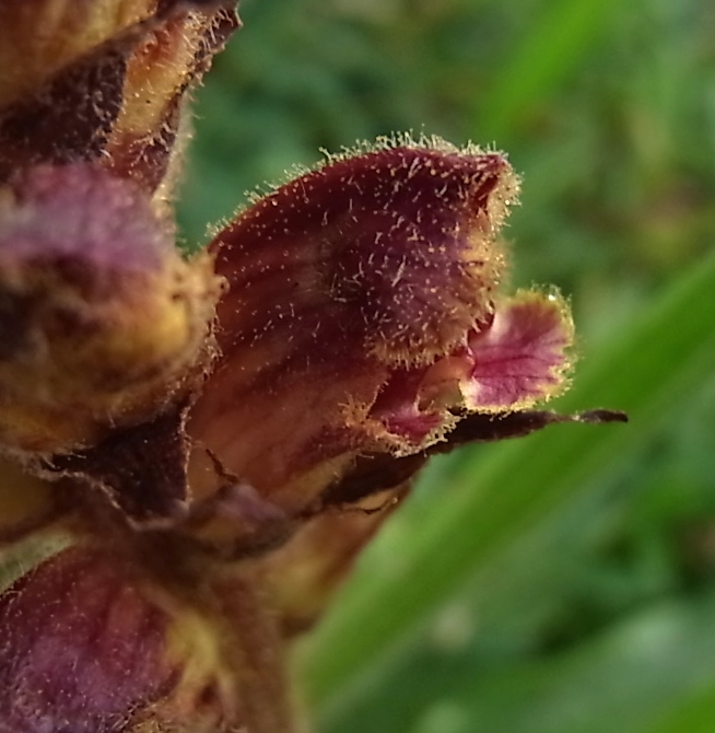 Изображение особи Orobanche gracilis.