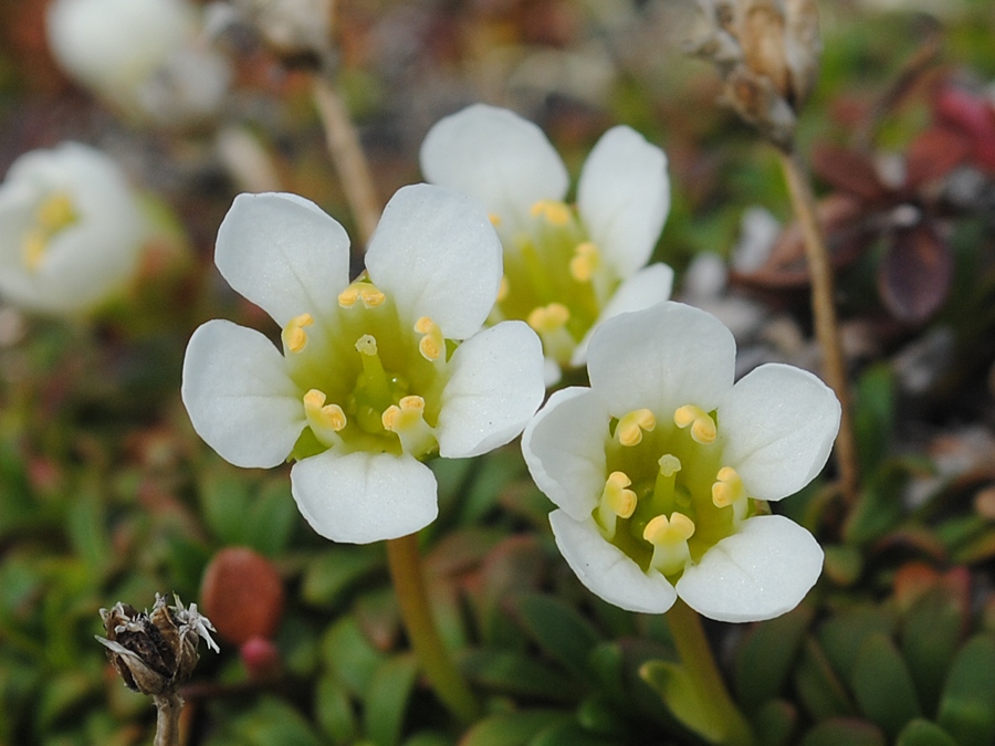 Изображение особи Diapensia lapponica.