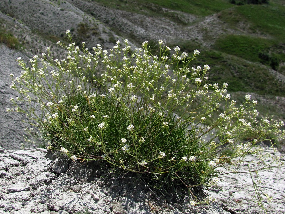 Image of Lepidium turczaninowii specimen.