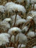 Crepis rhoeadifolia