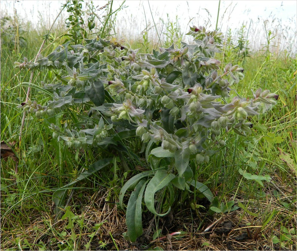 Image of Nonea rossica specimen.