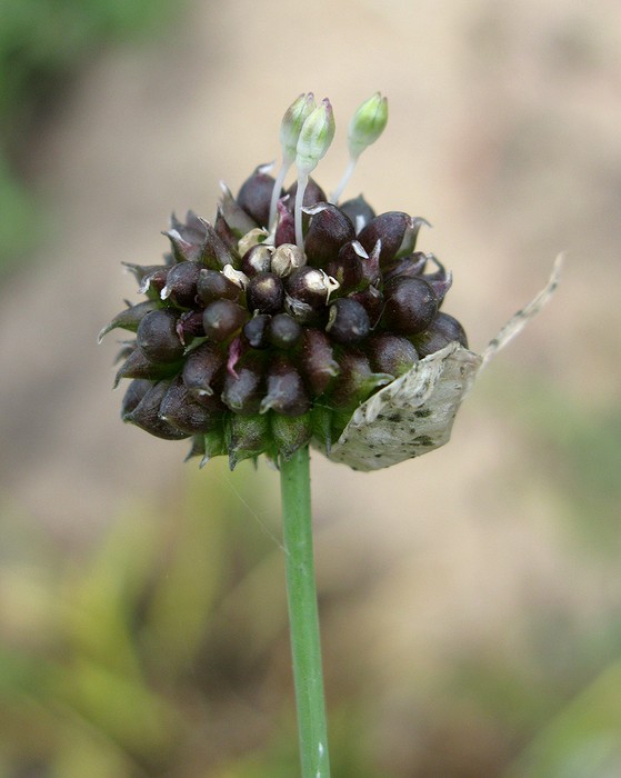 Image of Allium sativum specimen.