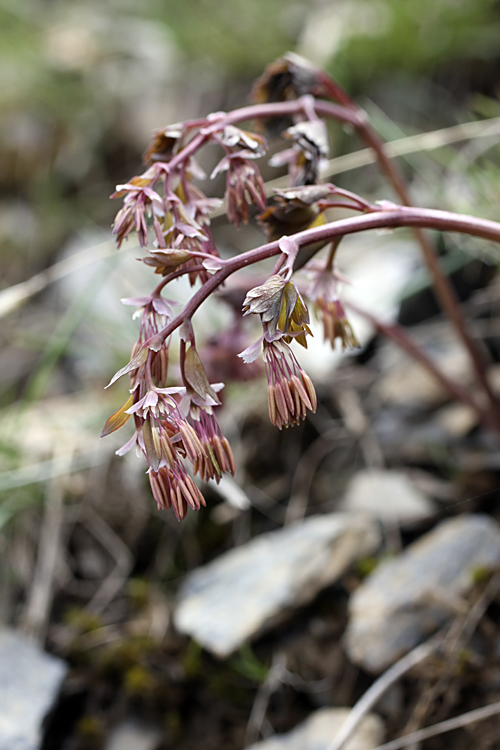 Image of Thalictrum isopyroides specimen.