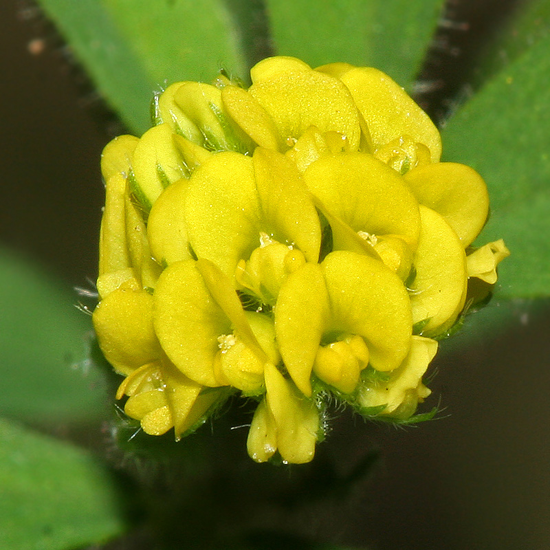 Изображение особи Medicago lupulina.