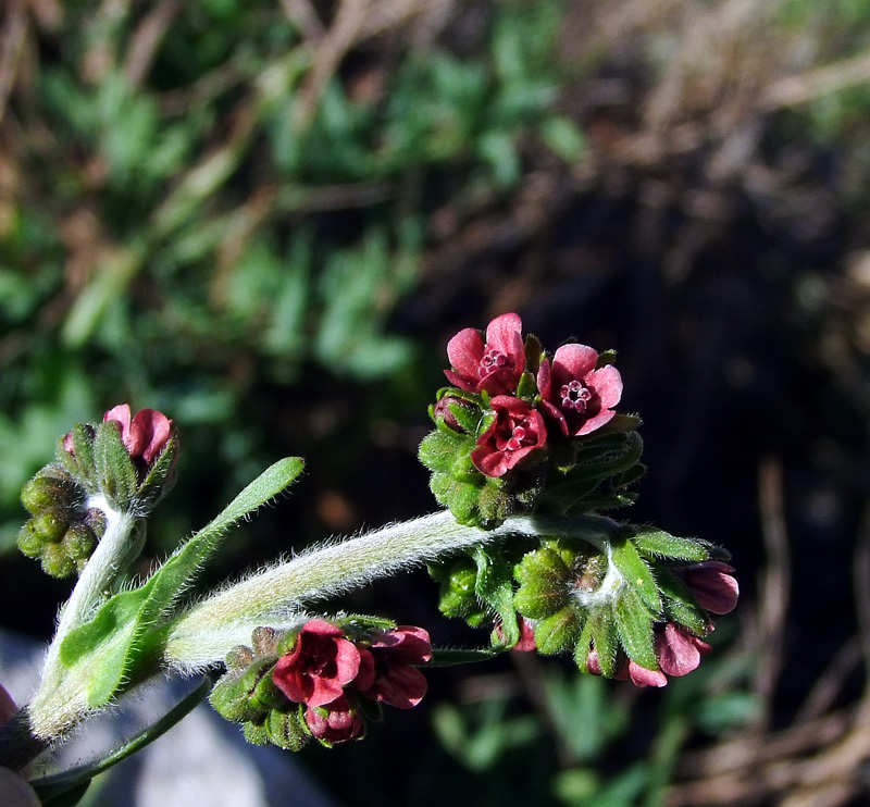 Изображение особи Cynoglossum montanum.