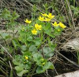 Caltha palustris. Цветущее растение. Московская обл., Раменский р-н, Хрипань, заболоченный березняк. 01.05.2008.