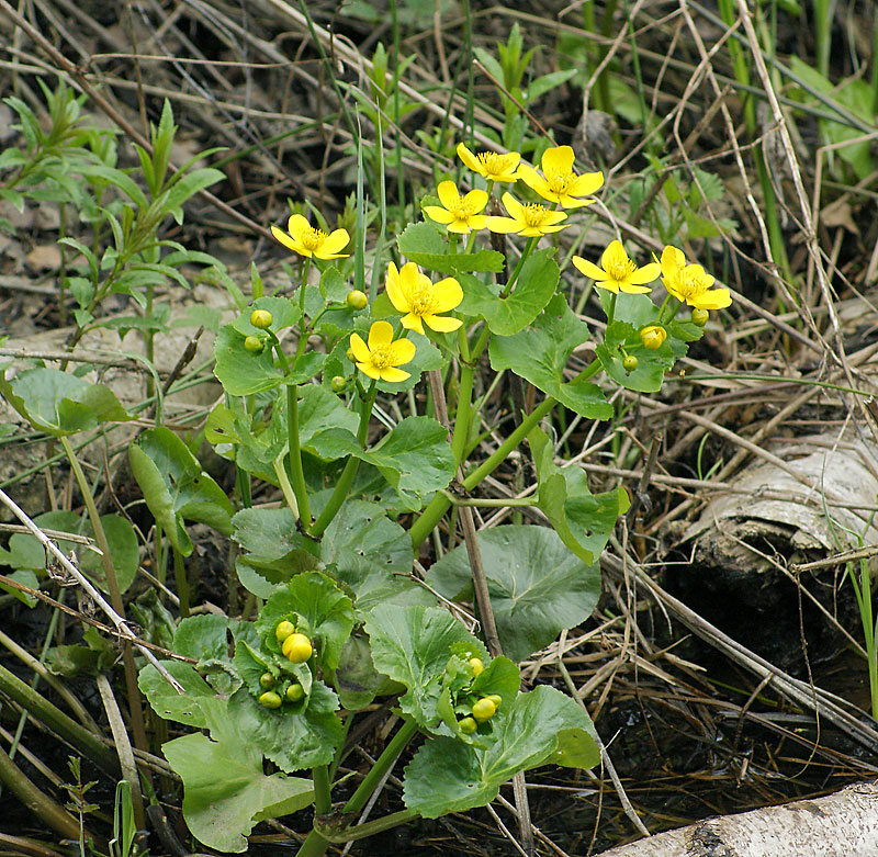 Изображение особи Caltha palustris.